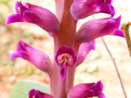 Lachenalia carnosa flowers