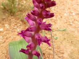 Lachenalia carnosa