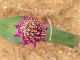 Lachenalia carnosa from above