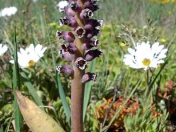 Lachenalia suaveolens