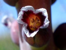 Lachenalia suaveolens flower front