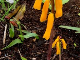 Lachenalia flava