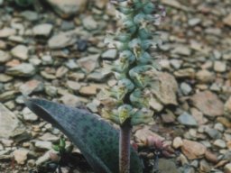 Lachenalia karooica