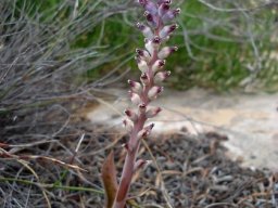 Lachenalia membranacea
