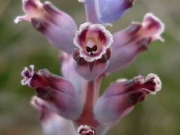 Lachenalia membranacea flowers