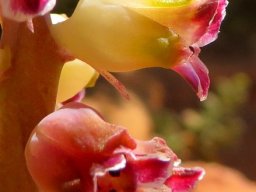 Lachenalia membranacea flowers