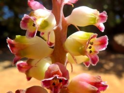 Lachenalia membranacea inflorescence peduncle