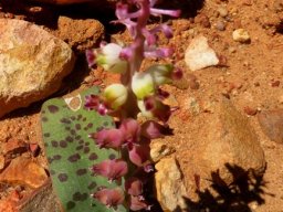 Lachenalia membranacea leaf spots