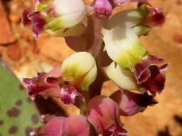 Lachenalia membranacea flower colour change