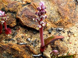 Lachenalia mutabilis inflorescence