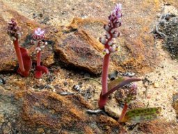 Lachenalia mutabilis
