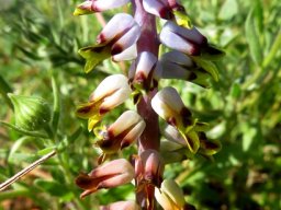 Lachenalia mutabilis flower colours