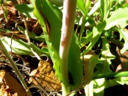 Lachenalia mutabilis leaf