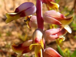 Lachenalia mutabilis, the ups and downs of flowers 