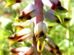 Lachenalia mutabilis flowers