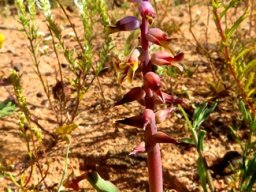 Lachenalia mutabilis in three colours
