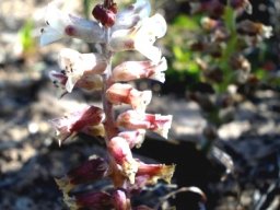 Lachenalia obscura flowers