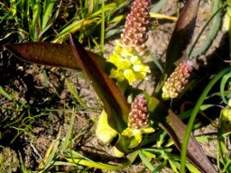 Lachenalia pallida brown-green leaves