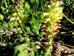 Lachenalia pallida