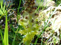 Lachenalia pallida flower colour changes