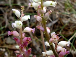 Lachenalia peersii
