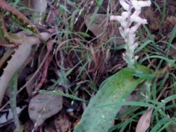 Lachenalia rosea leaf blotches