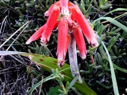 Lachenalia punctata