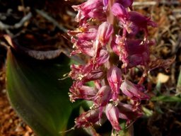 Lachenalia splendida