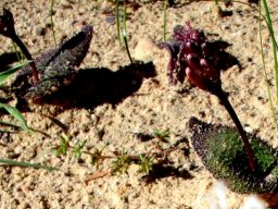 Lachenalia trichophylla