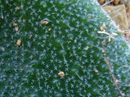 Lachenalia trichophylla leaf detail