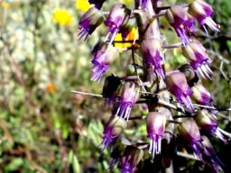 Lachenalia violacea var. glauca