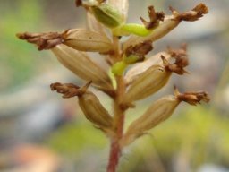 Lachenalia fruit