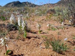 Lachenalia xerophila