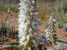Lachenalia xerophila leaves