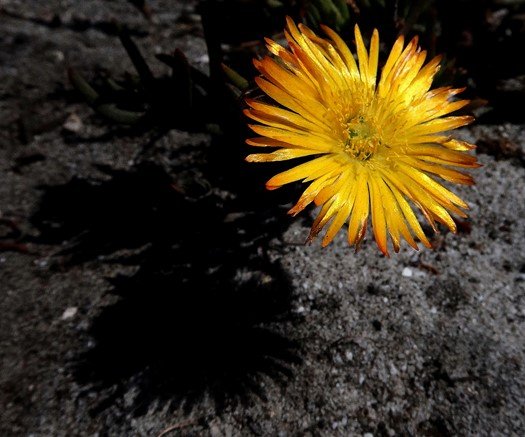 Lampranthus bicolor