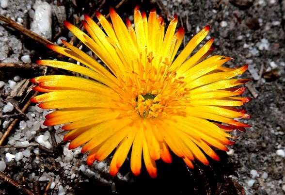 Lampranthus bicolor flower