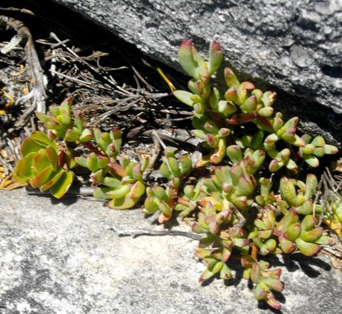 Lampranthus emarginatus leaves