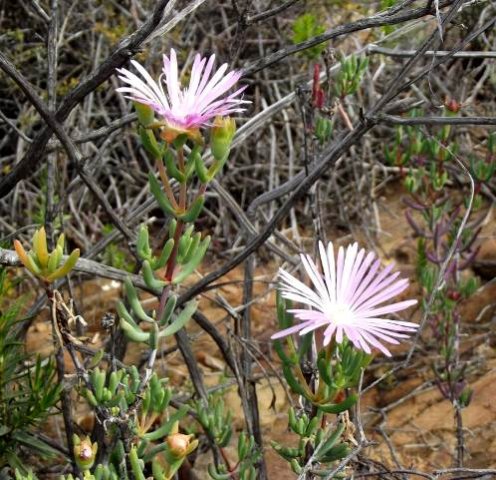 Lampranthus haworthii leaves and pale flowers