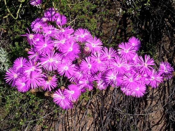 Lampranthus haworthii