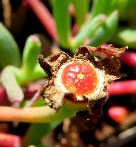 Lampranthus reptans fruit