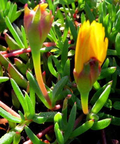 Lampranthus reptans