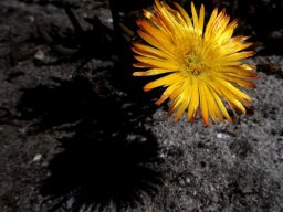 Lampranthus bicolor