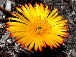 Lampranthus bicolor flower