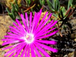 Lampranthus coralliflorus flower, shadow and faded petals