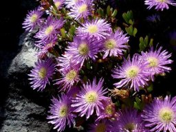 Lampranthus