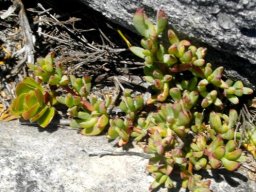 Lampranthus emarginatus leaves