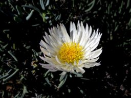 Lampranthus species, Namaqualand