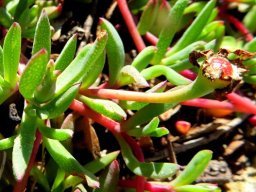 Lampranthus reptans curving pedicel