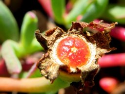 Lampranthus reptans fruit