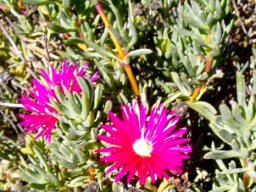 Lampranthus roseus 